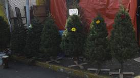 ¡No tires a la basura tu árbol navideño! Te decimos qué hacer con él para ayudar al medio ambiente