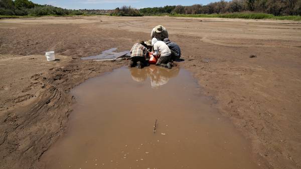 Angustia en la frontera: Se seca el río Bravo y ya hay especies en peligro