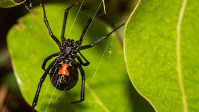 Araña viuda negra: ¿Cuáles son los síntomas y riesgos de su picadura? 
