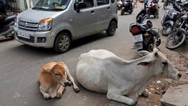 Cómo las vacas de la India están causando insatisfacción con el Gobierno 
