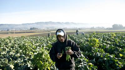 El cambio climático está matando a trabajadores agrícolas en EU