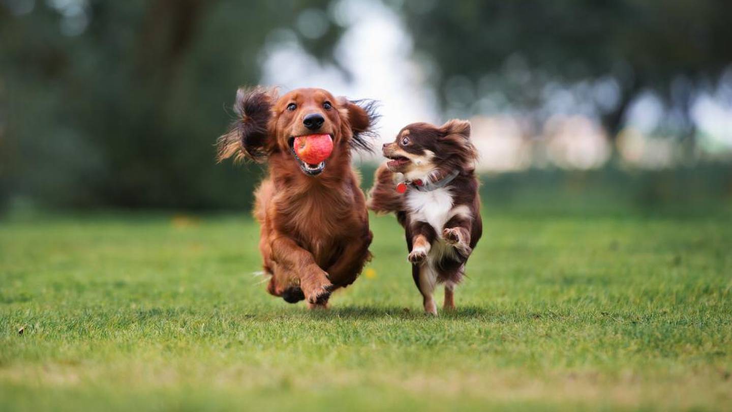 dos perros están jugando en el parque, perro en el parque de