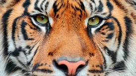 Desaparece el tigre de bengala que deambulaba en carretera de Jalisco