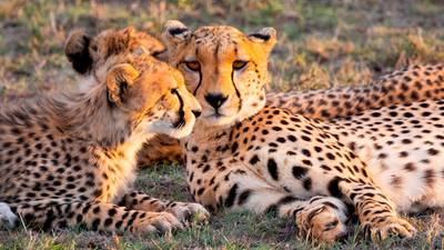 Milagros en Irán: Nacen tres guepardos asiáticos, especie en peligro de extinción