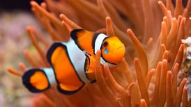 Los 'Nemo' entran en lista de especies amenazadas por cambio climático
