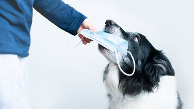 ¡Punto para los lomitos! Otro estudio confirma que los perros pueden ser entrenados para detectar el COVID