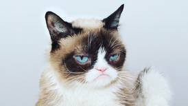 Muere Grumpy Cat, la felina más famosa de internet 