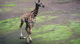 La jirafa bebé de Chapultepec aún no tiene nombre y tú se lo puedes poner