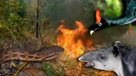 Incendio en reserva El Triunfo de Chiapas: Animales buscan arroyos para huir del fuego