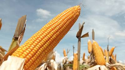 Probabilidad que México pierda panel por maíz transgénico es alta: Coparmex