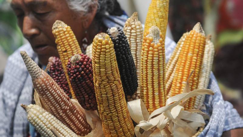 Eliminar importaciones de maíz transgénico impactará en inflación (Foto: Cuartoscuro)