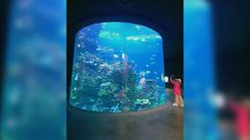 Mazatlán abre el mayor acuario de América Latina, dedicado al Mar de Cortés