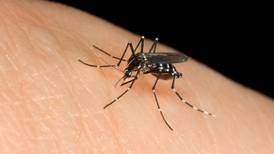 Por primera vez encuentran mosquitos tigre en el centro de Yucatán