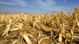 Advierten pérdidas de más de 3 millones de toneladas de maíz por sequía en Sinaloa