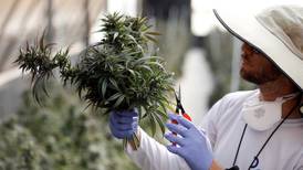 ¿Te atreves a invertir desde México en firmas de cannabis? 