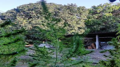 Productores adheridos al Plan de Tetecala siembran cannabis para su industrialización