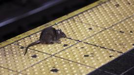 Invasión de ratas: La nueva ‘pandemia’ que enfrentan en Nueva York