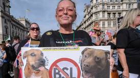Perros XL Bully en Reino Unido: ¿Por qué está prohibido tener uno?