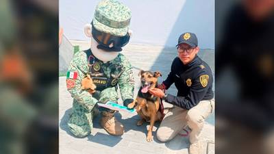 Historia de Cadete: el perrito de la calle que ‘brilló’ en desfile militar y fue adoptado por el Ejército