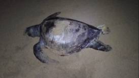 Investigan muerte de 16 tortugas en playas de Guerrero