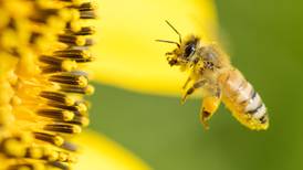 Veneno de las abejas puede suprimir células del cáncer de mama, afirma estudio
