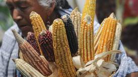 Bayer advierte que prohibir importaciones de maíz transgénico impactará en inflación