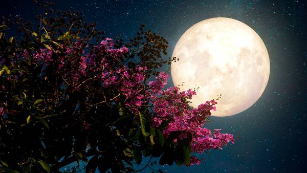 Luna de Flores de mayo 2024: ¿Cuándo y dónde observar el fenómeno astronómico a simple vista?