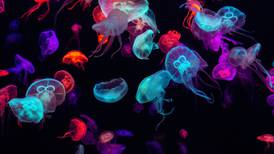 ¿Descubrieron la ‘fuente de la juventud’? Científicos revelan secretos de la ‘medusa inmortal’