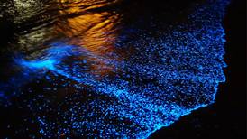 Vacaciones verano 2022: Destinos de playas bioluminiscentes en México