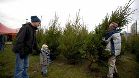 ‘Dulce Navidad’ en Texas: Este es el impacto económico de la venta de árboles de Navidad