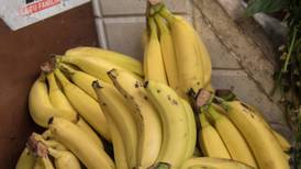 En un mes comenzará México a exportar plátano a China, anuncia Sader