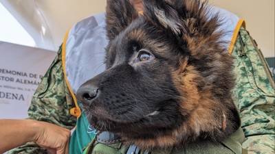 5 datos de ‘Arkadas’, el cachorrito donado por Turquía a México en honor a ‘Proteo’