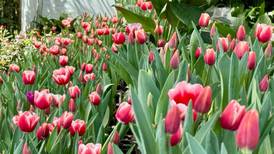 Los tulipanes son lo de hoy: Desplazan a las rosas para los regalos del 14 de febrero 