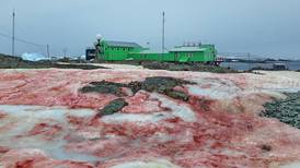 ¿Por qué la nieve en la Antártida se tornó de color 'rojo sangre'?