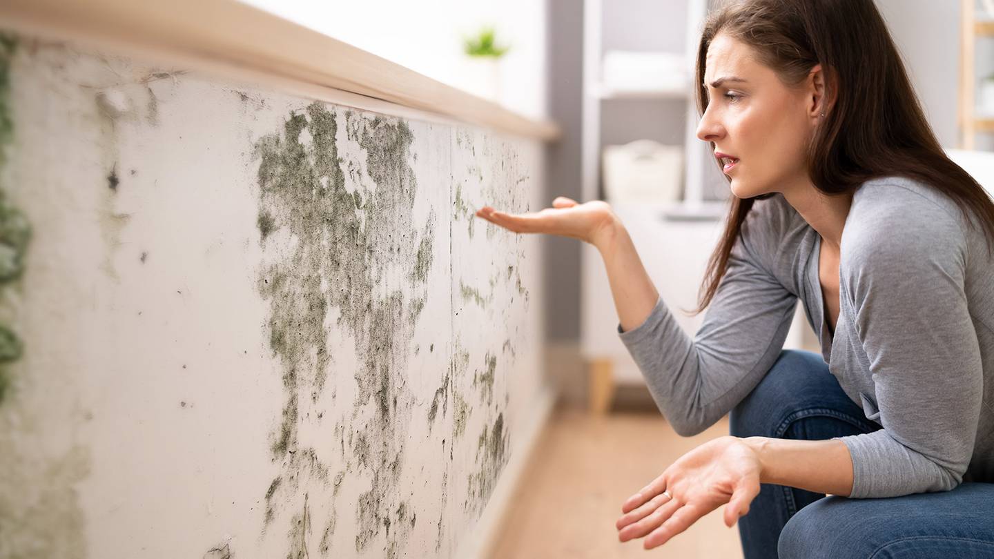 del moho: Así puedes eliminar la humedad de las paredes de casa – El Financiero