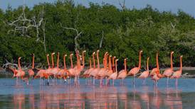 Más de 15 mil nidos de flamenco rosado se registran en reserva de Yucatán