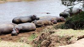 Turista chino muere por ataque de hipopótamo en Kenia
