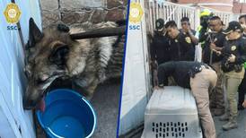 ¿Era perro o lobo? Rescatan animal en las calles cercanas al Zoológico de Aragón