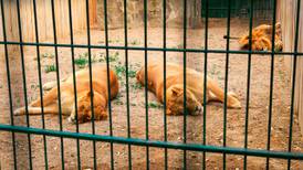 Visita al Zoológico sale mal: León le arranca el dedo a cuidador en Jamaica