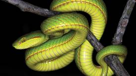 ¿Hablas pársel? Hallan nueva especie de serpiente y la bautizan en honor a Salazar Slytherin