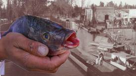 Historia del mercado de La Viga: El recuerdo de una CDMX de trajineras que vende pescado lejos del mar 