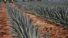 Producción de agave sostenible: La alternativa para evitar la pérdida de ecosistemas claves