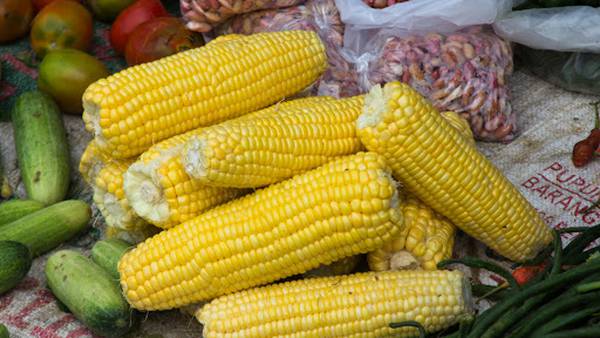 Prohibición del glifosato ‘tiraría’ cultivo de maíz y frijol hasta 40%  