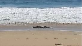 Cocodrilo de 3 metros aparece en playa de Acapulco y autoridades alertan a visitantes
