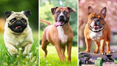 Hipotiroidismo en perros: ¿Cuáles razas tienen más riesgo de padecerlo?
