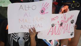 Perritos envenenados en Cancún: Fiscalía de Quintana Roo abre investigación