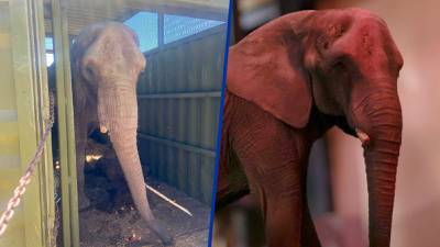 Elefante Annie tiene nueva casa: Llega al Zoológico de Aragón tras ser rescatada en Jalisco