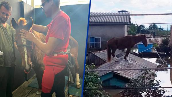 Inundaciones en Brasil: Así rescataron a ‘Caramelo’, el caballo que pasó días atrapado en un techo