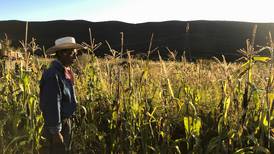 ¿Se enojaron? Productores de maíz de EU piden iniciar disputa T-MEC con México