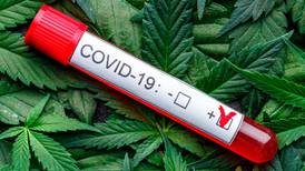 Suaaave: Ácidos en cannabis pueden evitar infecciones por COVID, revela estudio